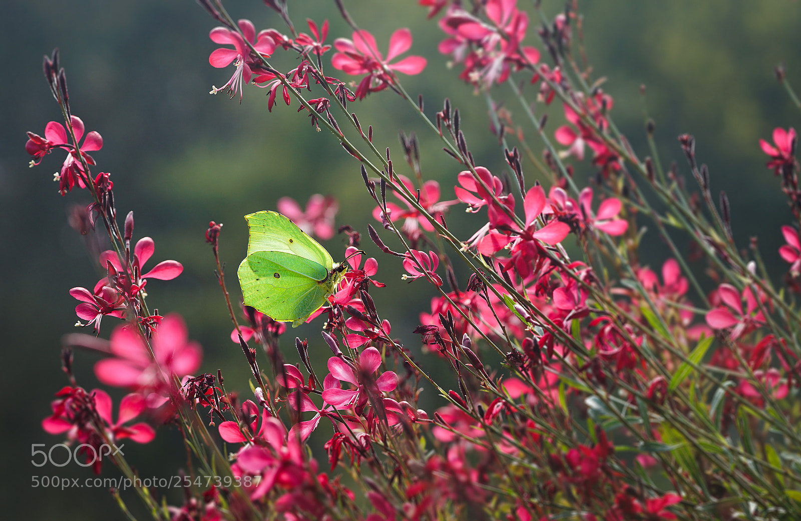 Sony a6000 sample photo. Lush photography