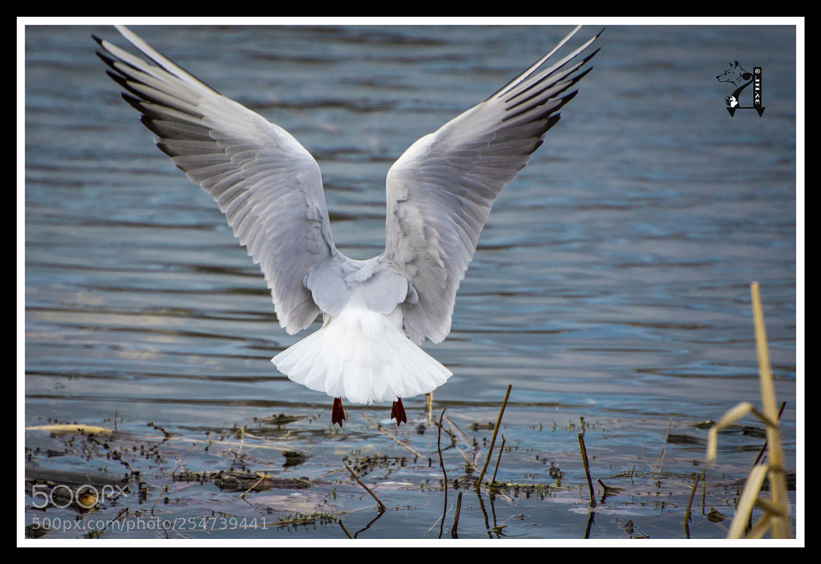 Nikon D7200 sample photo. Dsc photography