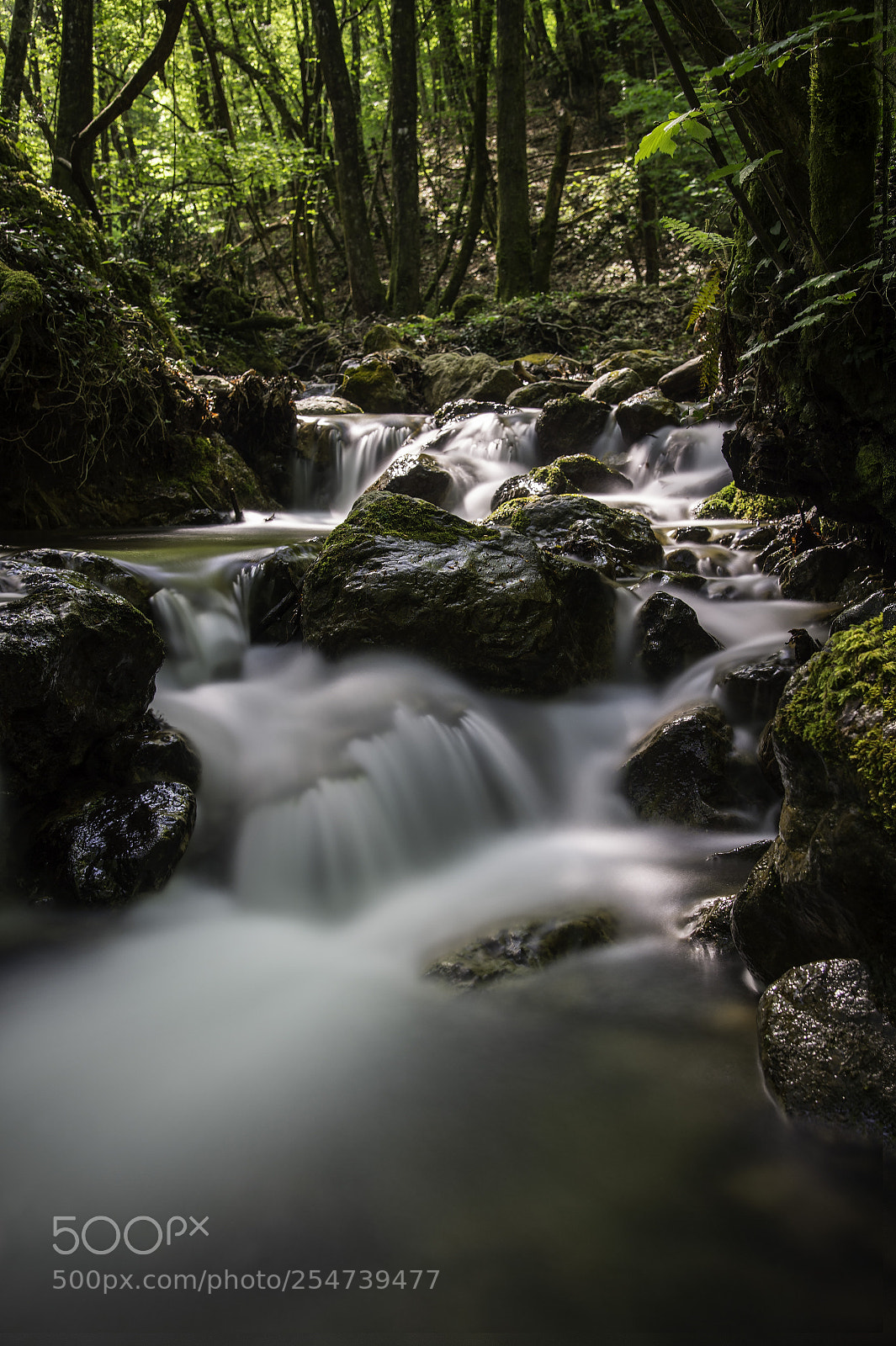 Nikon Df sample photo. Natura photography