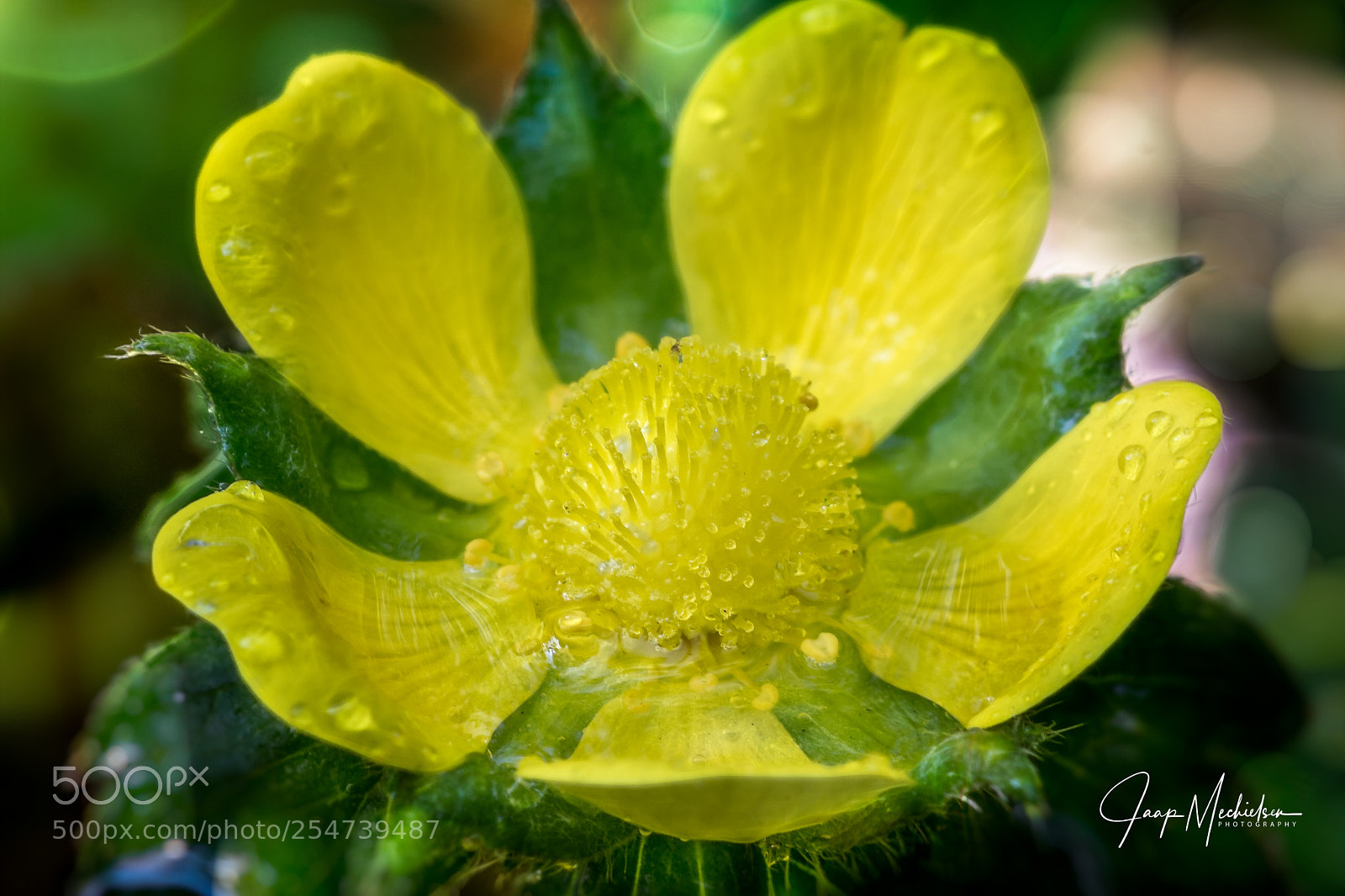 Canon EOS 7D Mark II sample photo. Macro shot photography