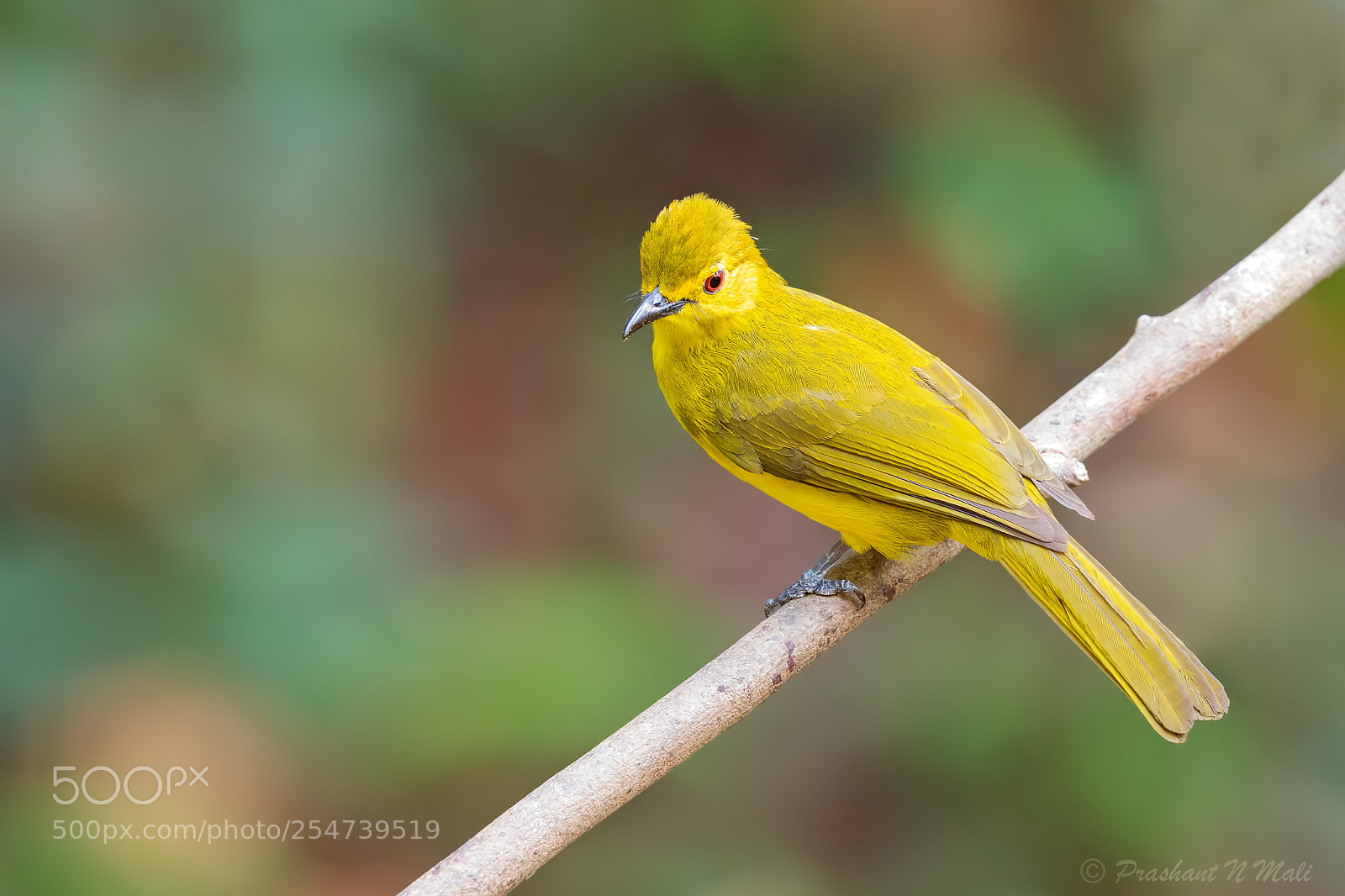 Canon EOS 5D Mark IV sample photo. Yellow-browed bulbul photography