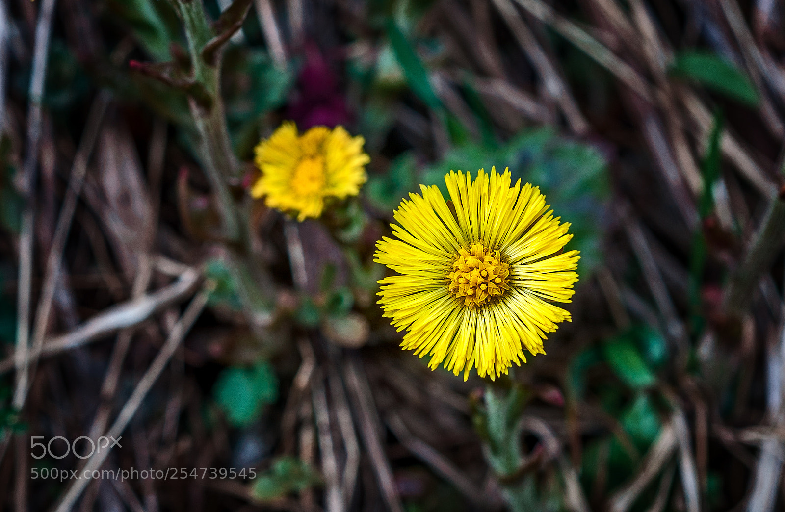 Nikon D700 sample photo. Tussilago farfara photography
