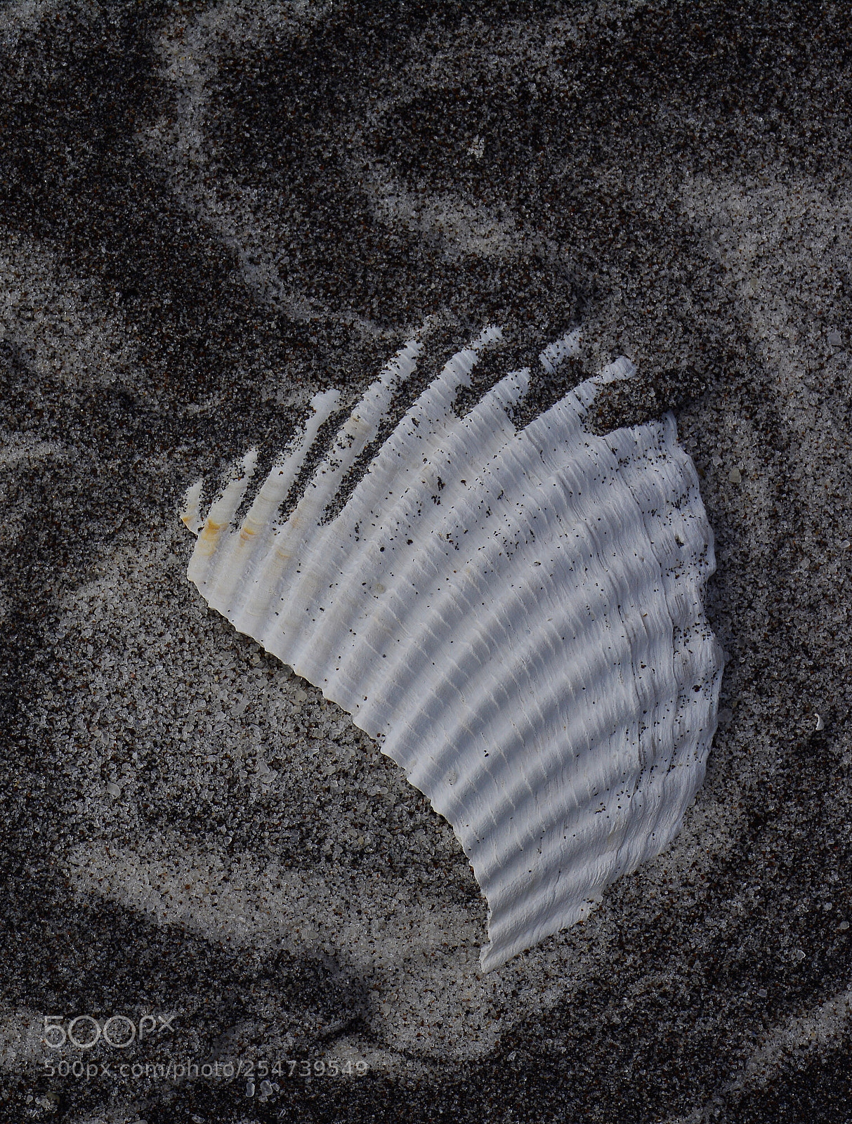 Nikon D7100 sample photo. Seashell and sand  photography