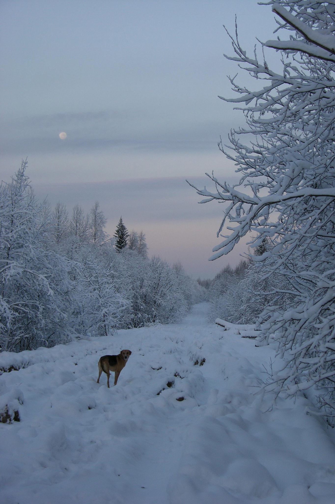 Nikon E8700 sample photo. Hound and moon photography