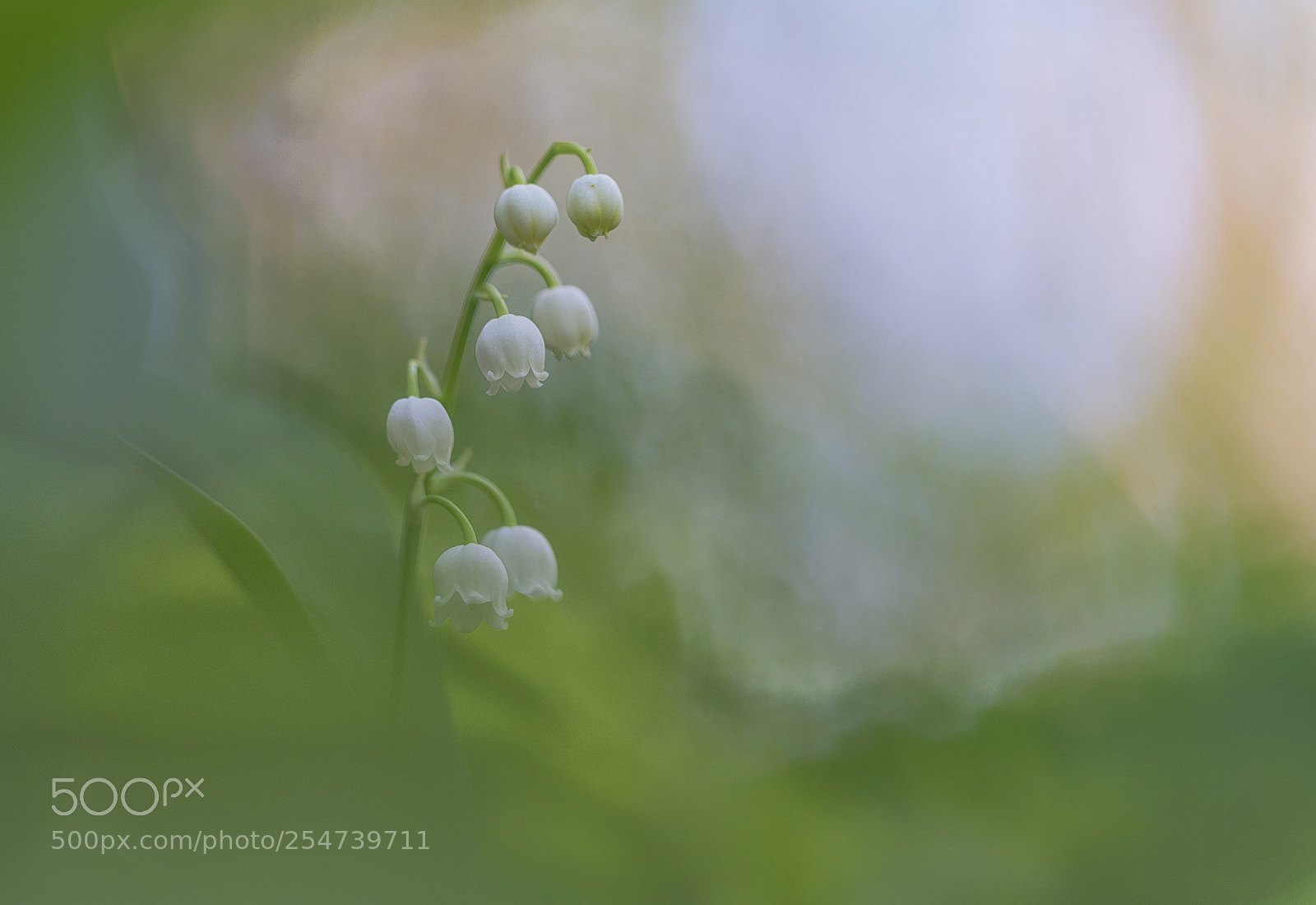 Nikon D750 sample photo. Lily of the valley photography