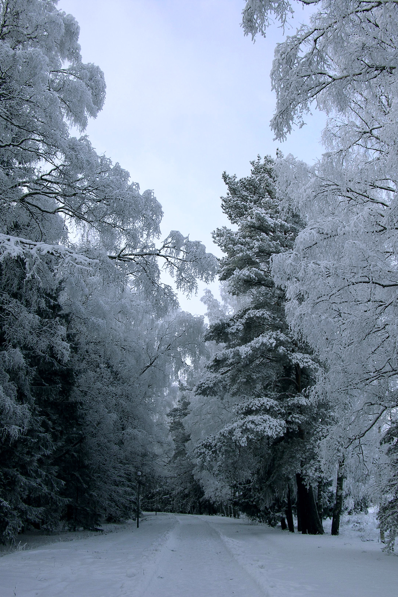 Nikon E8700 sample photo. Century trees photography