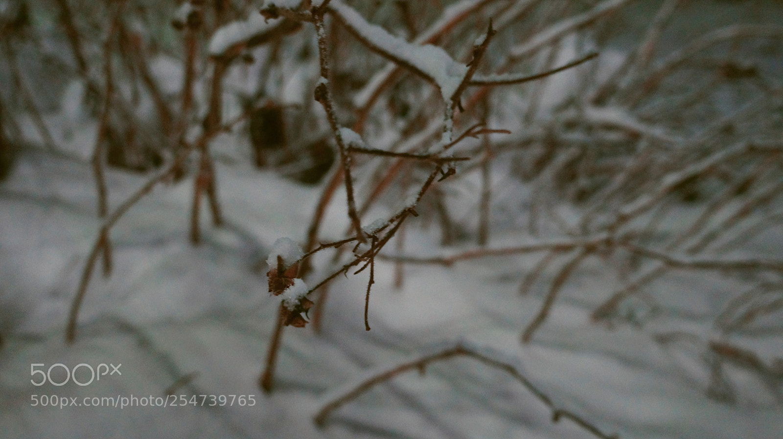Sony Alpha a3500 sample photo. Untitled photography