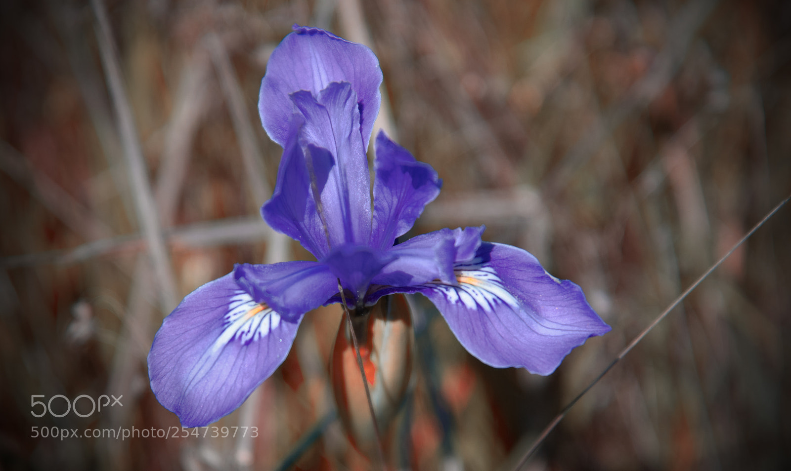Nikon D850 sample photo. Wild iris photography