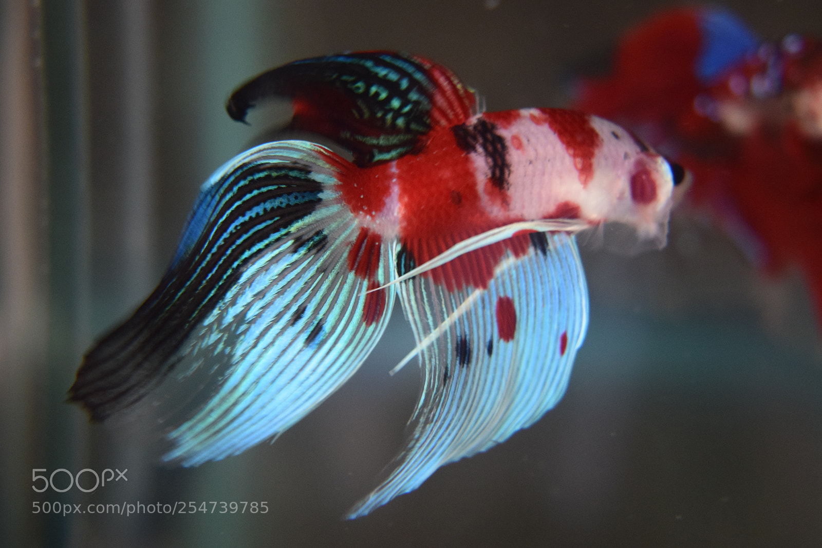 Nikon D3300 sample photo. Betta fish photography