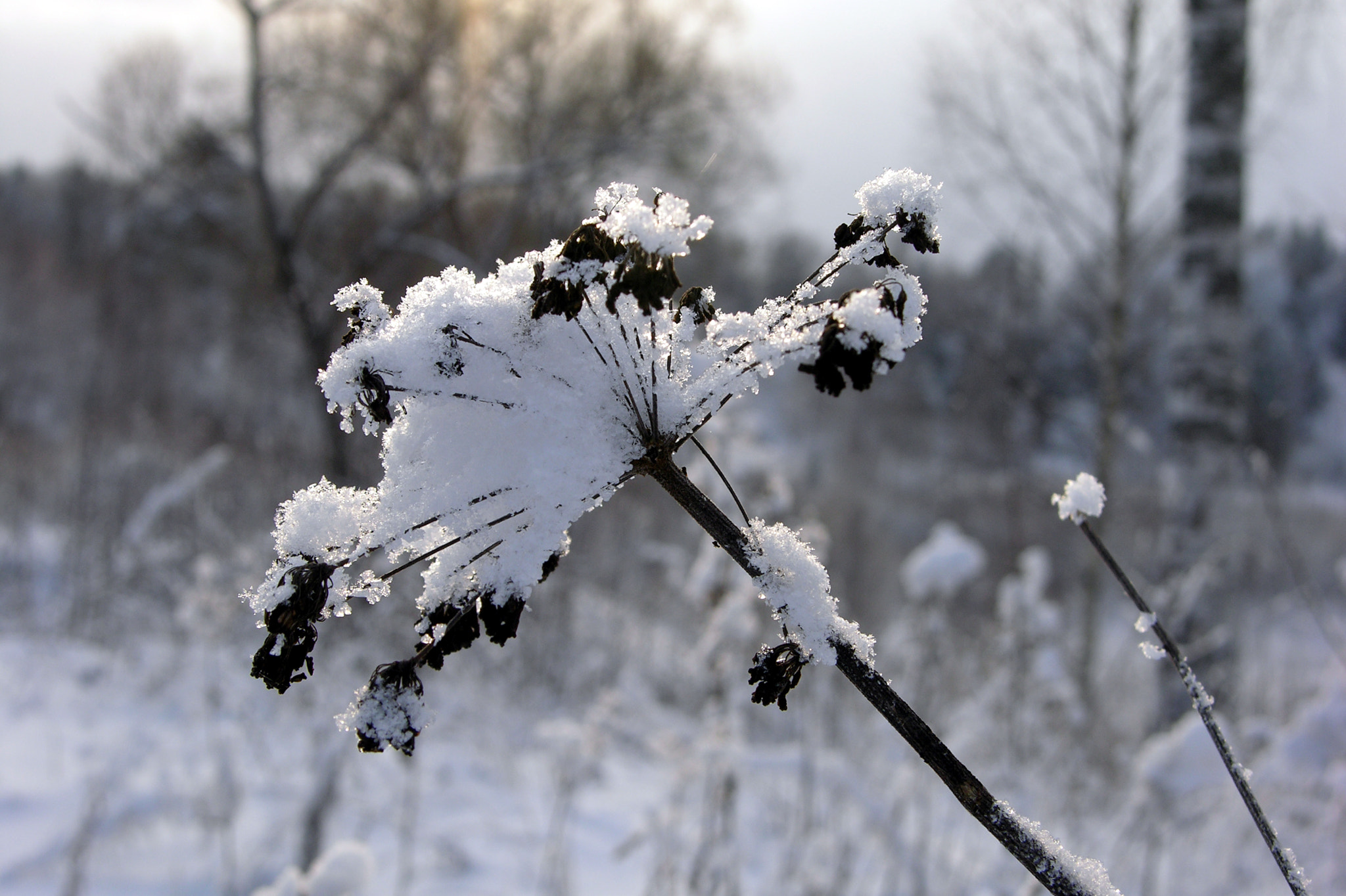 Nikon E8700 sample photo. Snow flower photography