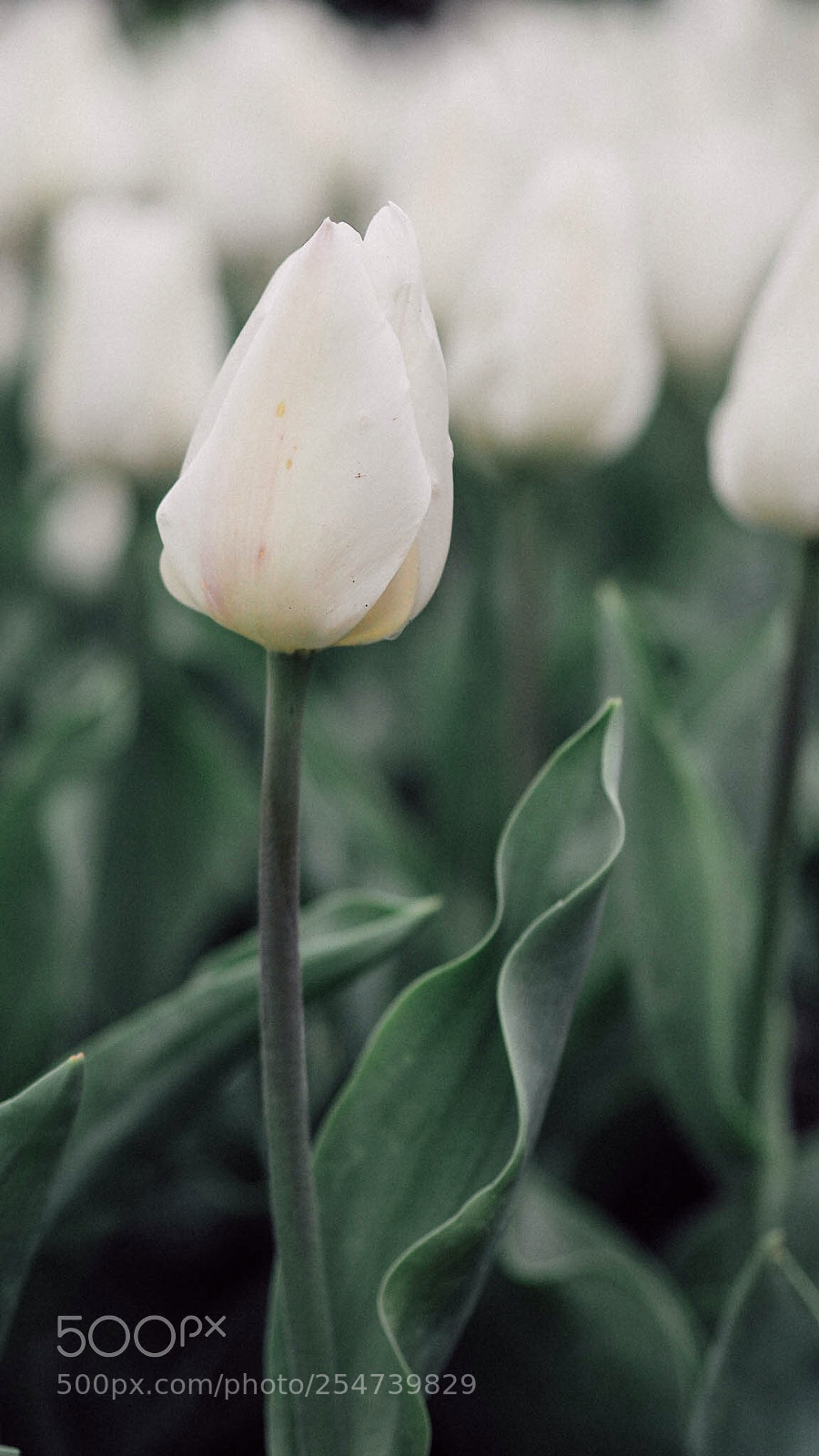 Olympus OM-D E-M10 II sample photo. White tulips  photography