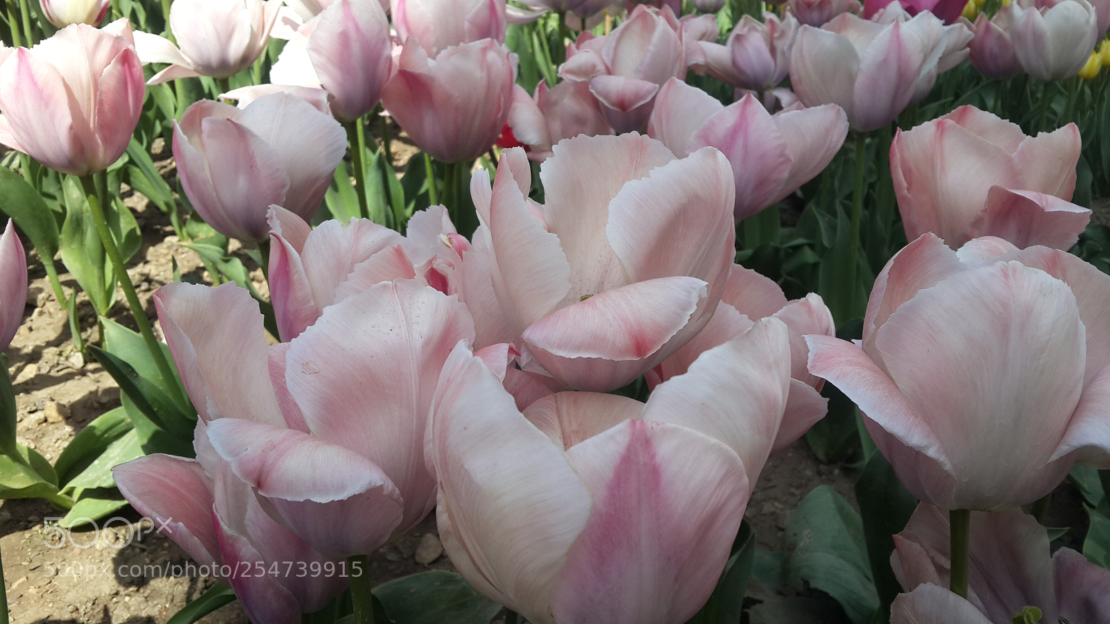 Samsung Galaxy S4 sample photo. 20180422_140122.jpg photography