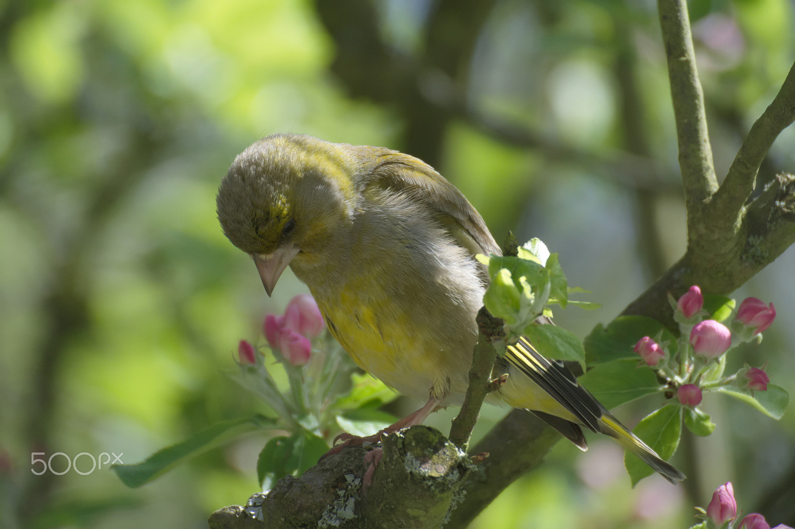 Nikon 1 J1 sample photo. Verdier en observation photography