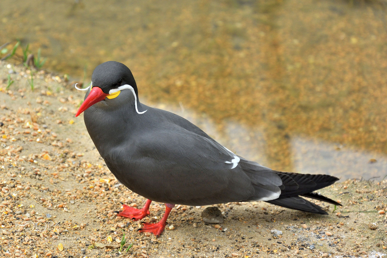 Nikon D5200 sample photo. Inca tern photography