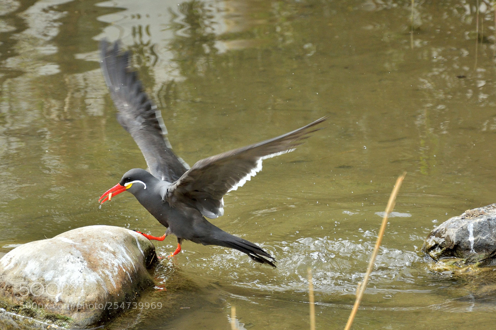 Nikon D5200 sample photo. Inca tern photography