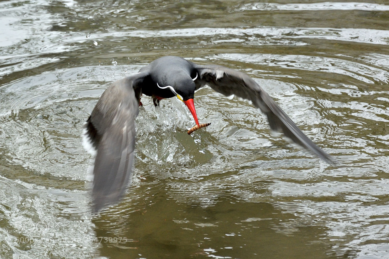 Nikon D5200 sample photo. Inca tern photography