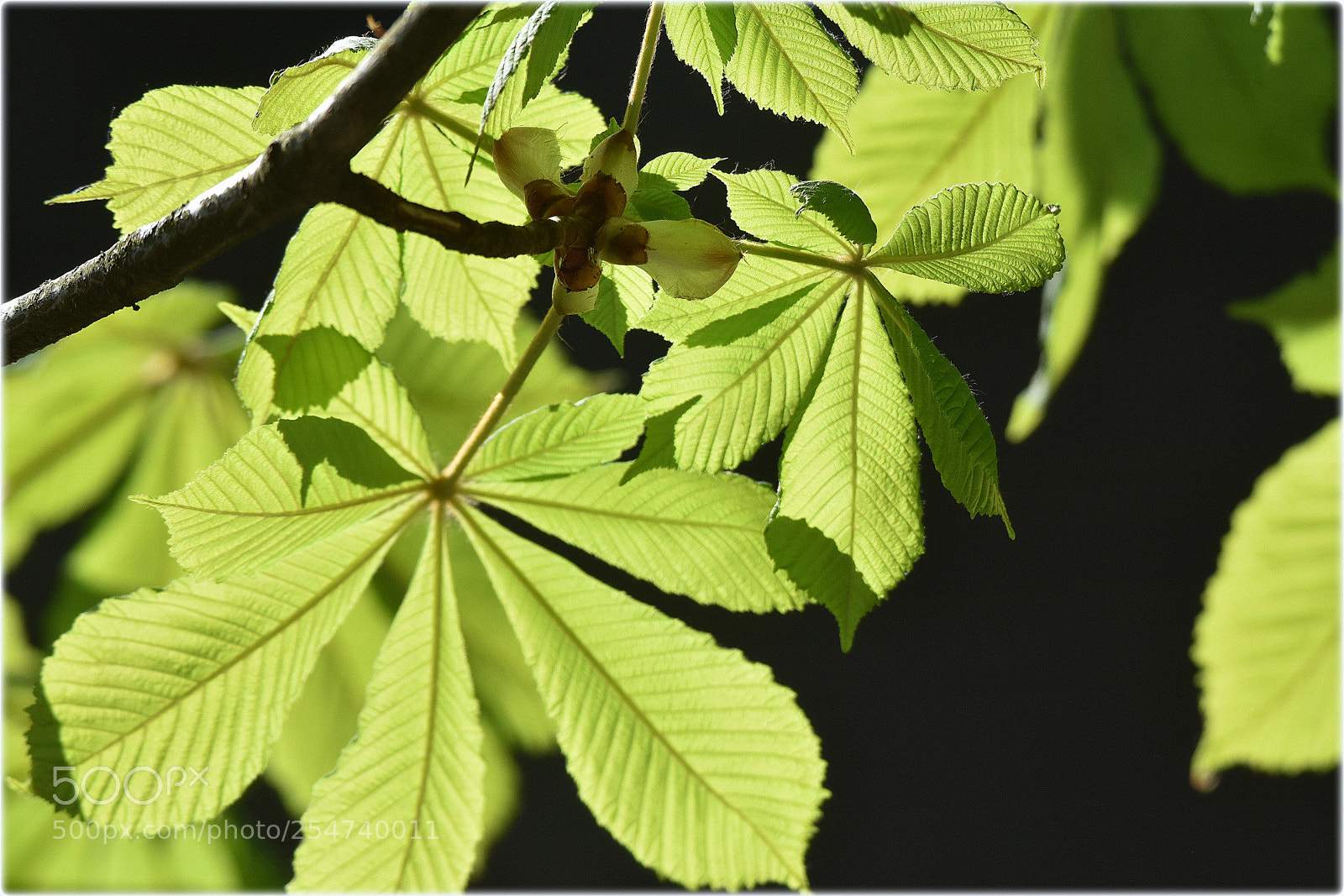 Nikon D7200 sample photo. "kastanie" photography