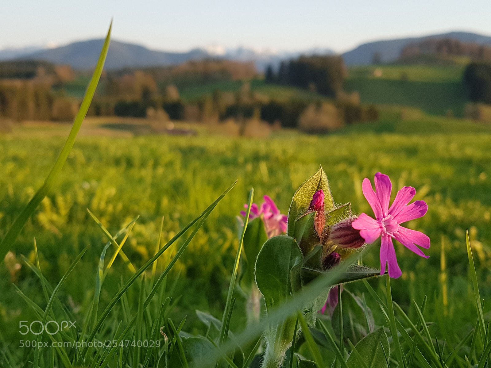 Samsung Galaxy S7 Edge sample photo. Flowers in the sun photography