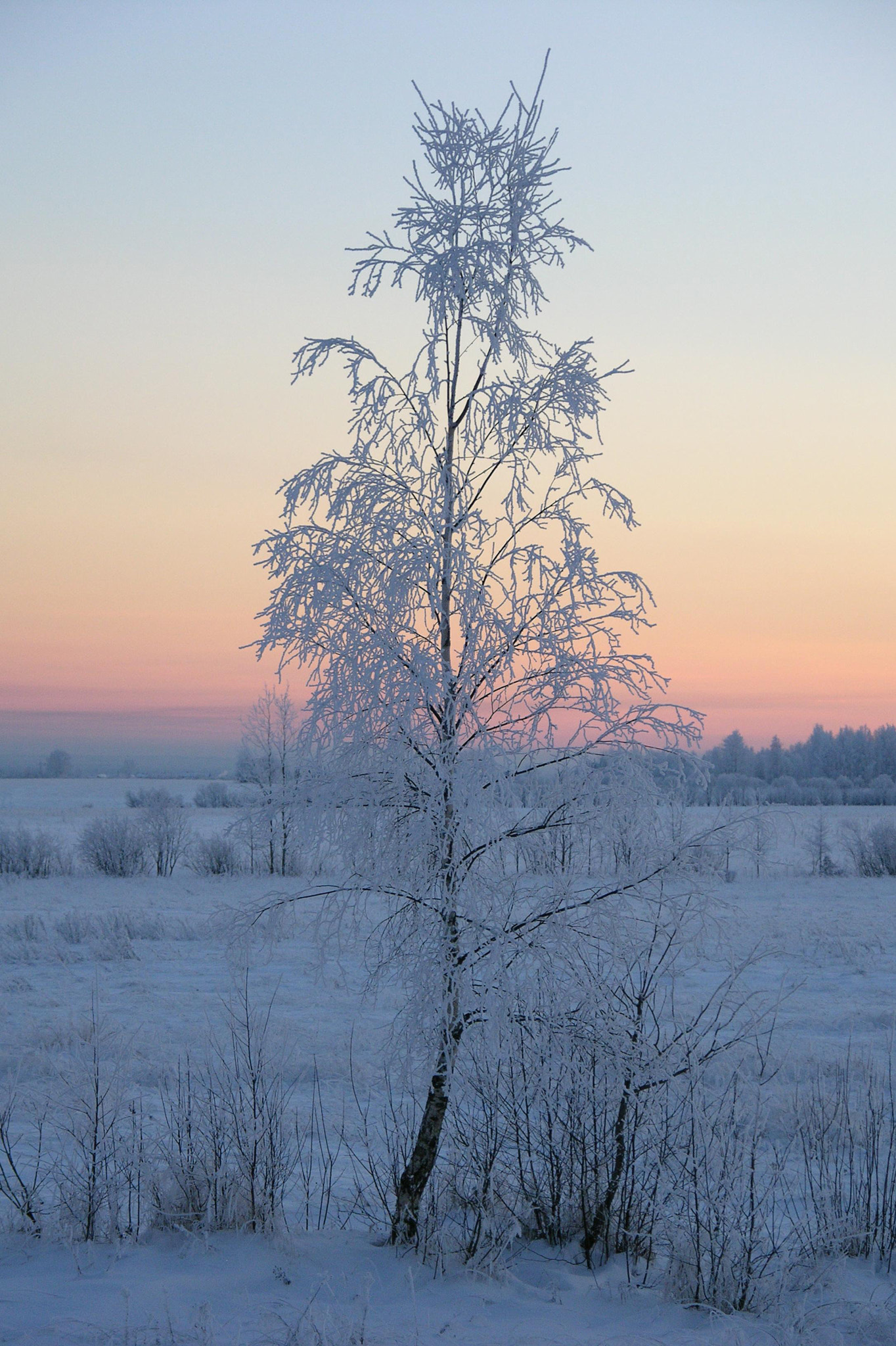 Nikon E8700 sample photo. Birch in frost photography