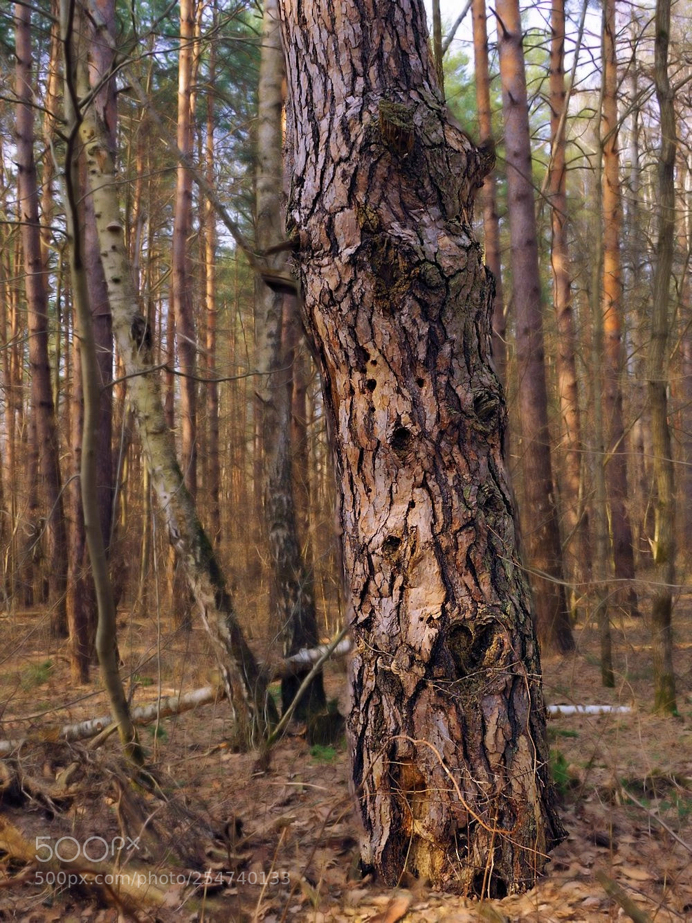Sony ILCA-77M2 sample photo. Дятел постарался photography