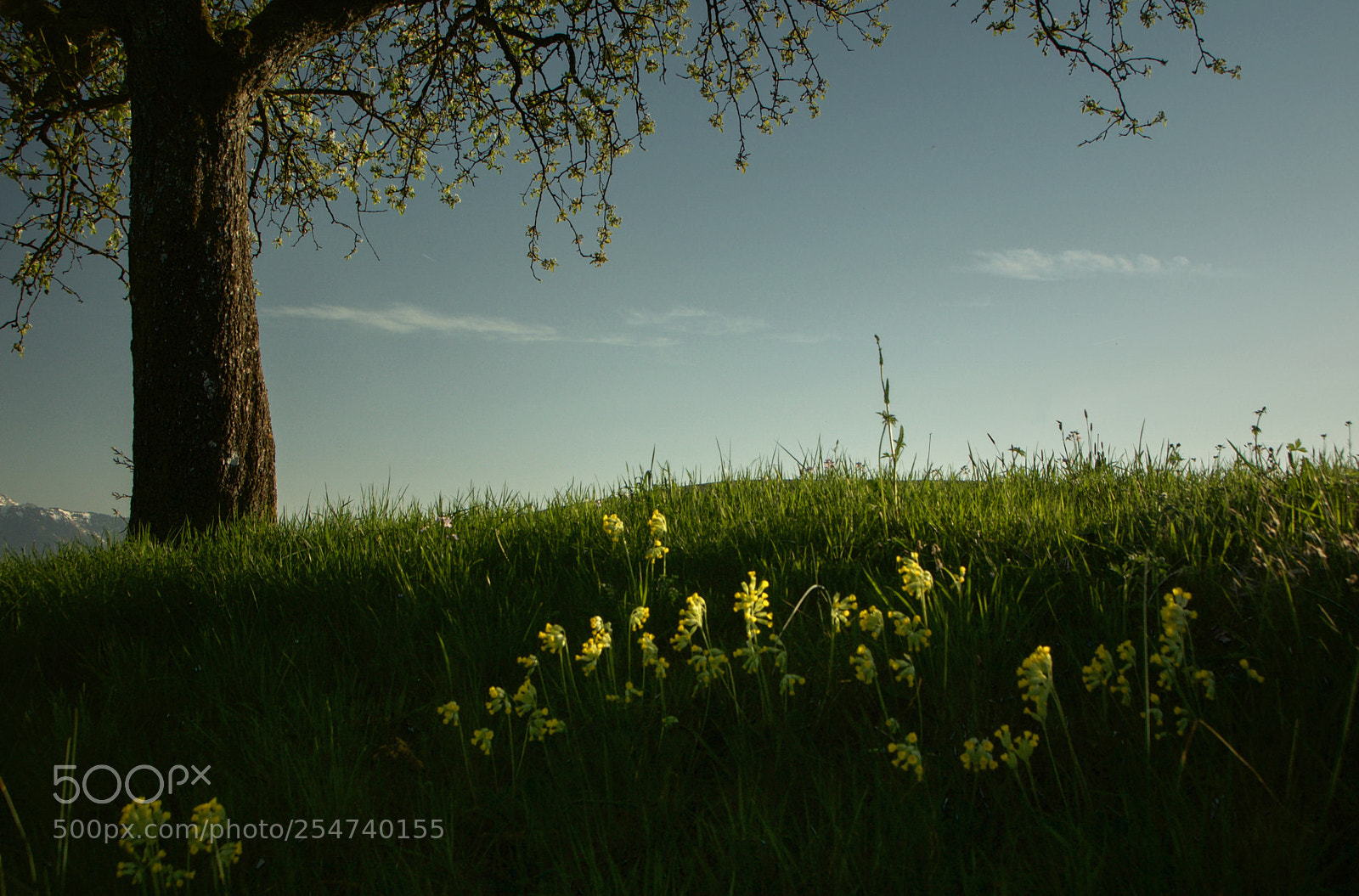Nikon D610 sample photo. Summer painting photography