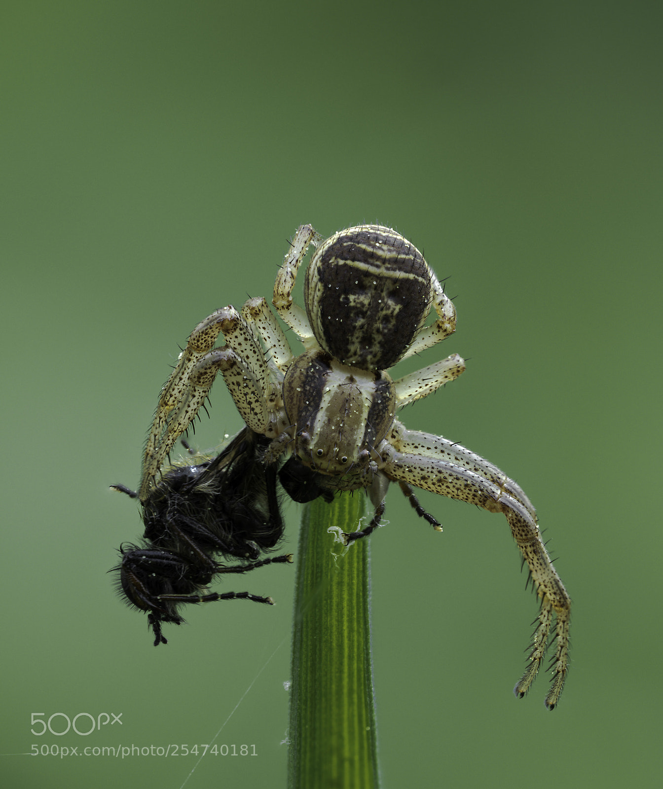 Olympus OM-D E-M1 Mark II sample photo. Crab spider with a photography