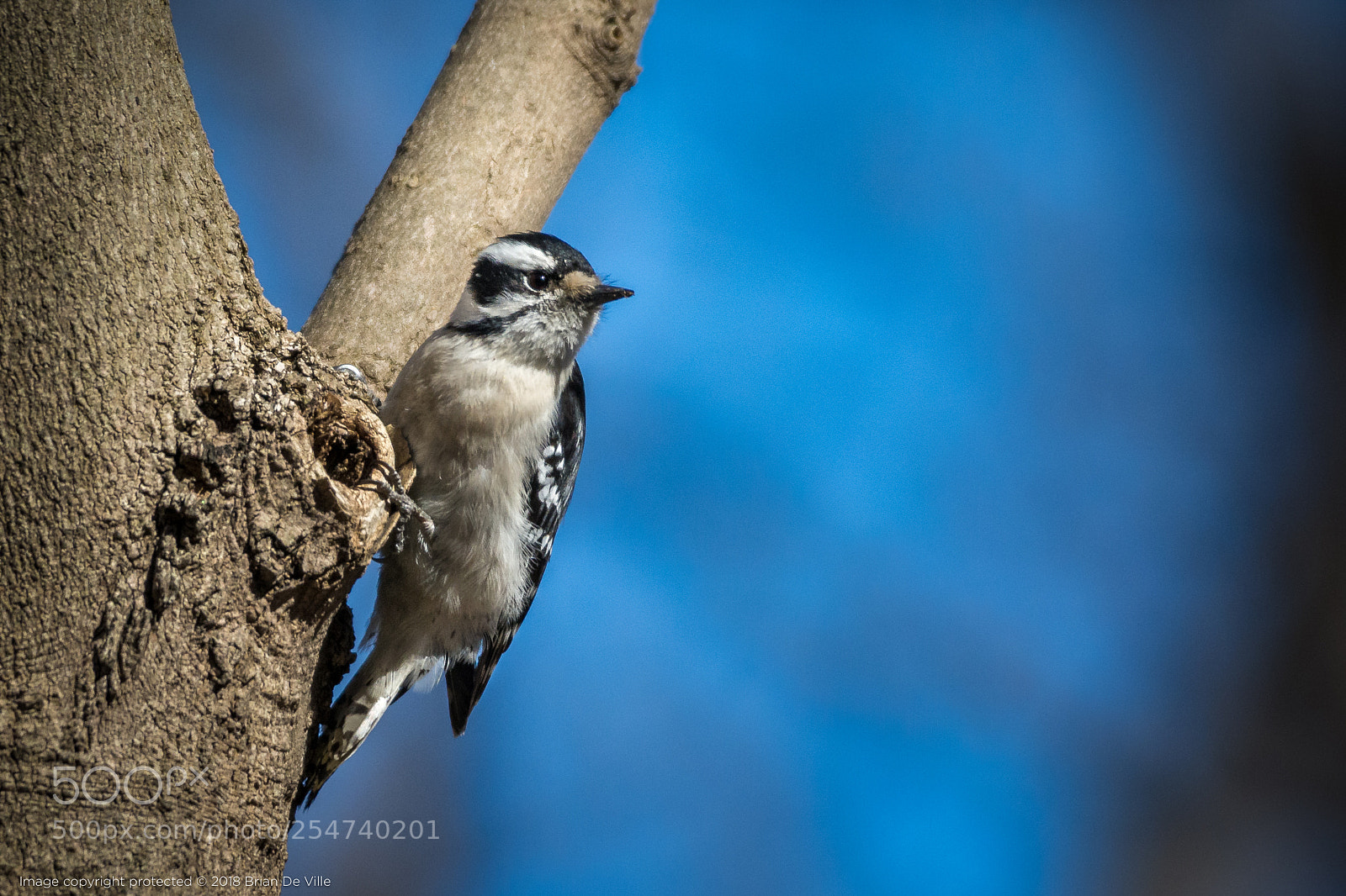 Nikon D7100 sample photo. Hairy woodpecker, female photography