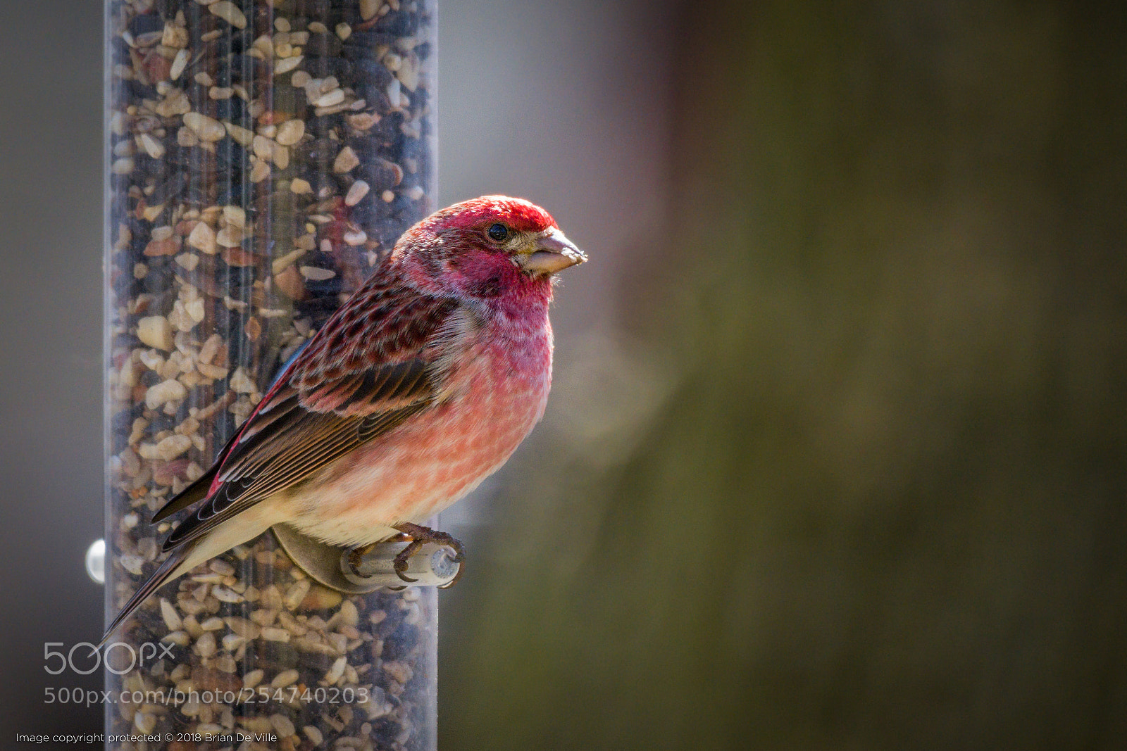 Nikon D7100 sample photo. Purple finch, male photography