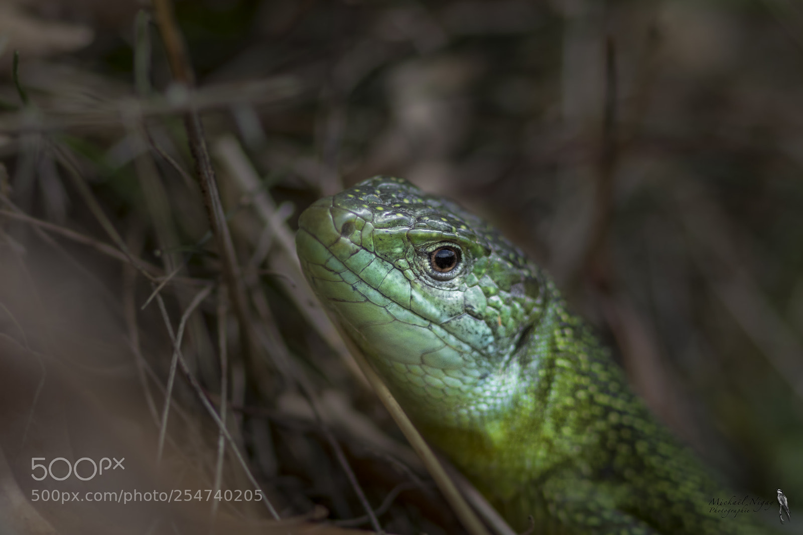 Canon EOS 7D Mark II sample photo. Lézard vert photography
