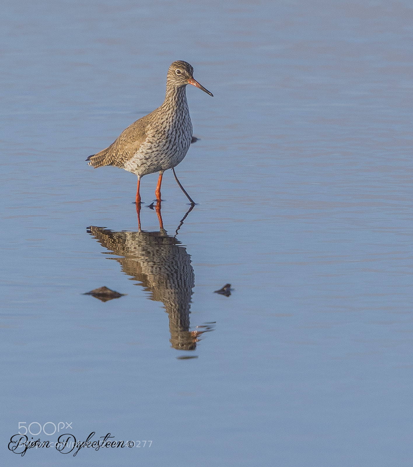 Canon EOS-1D X Mark II sample photo. Redshank photography
