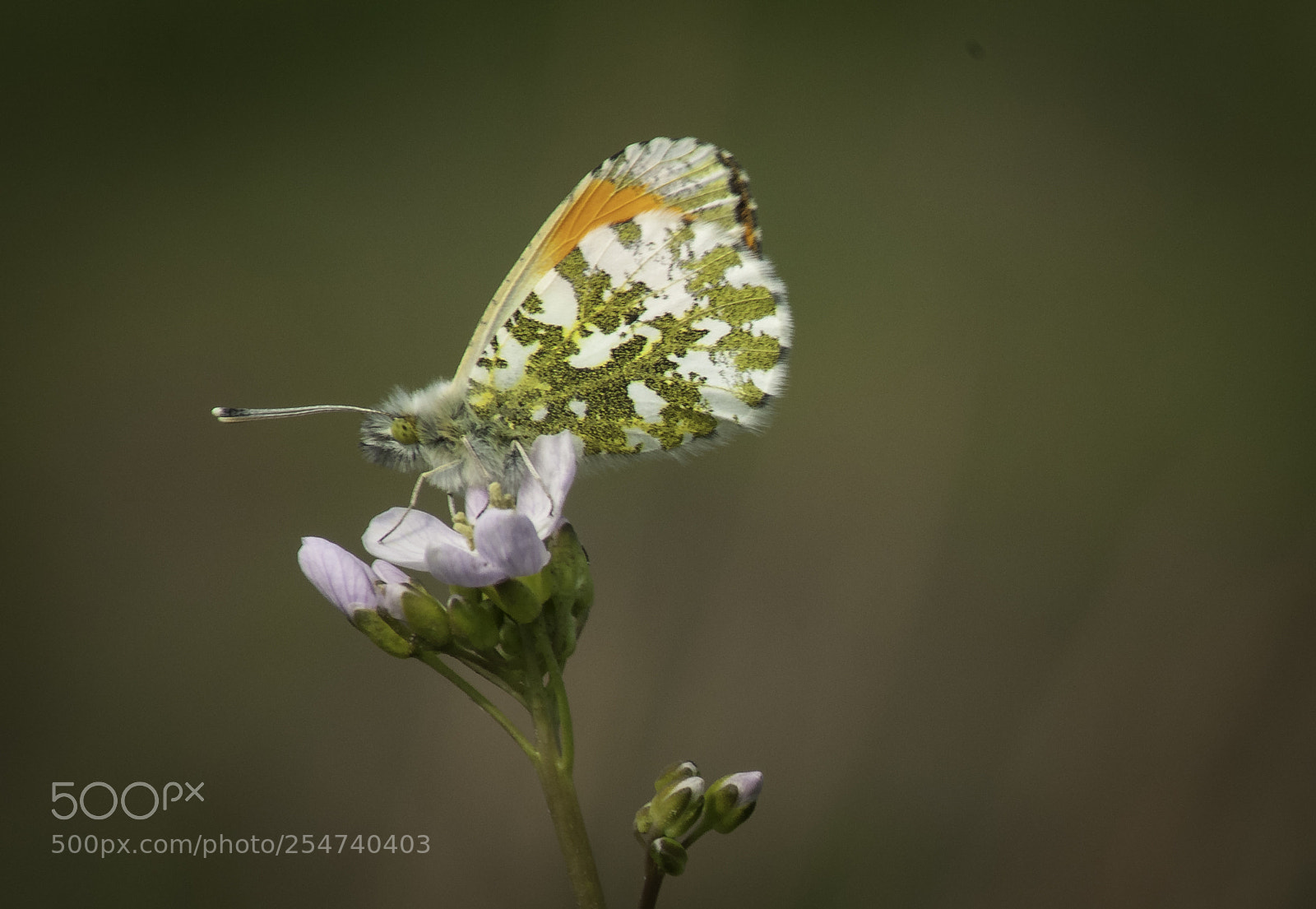 Nikon D5000 sample photo. Butterfly on  flower photography