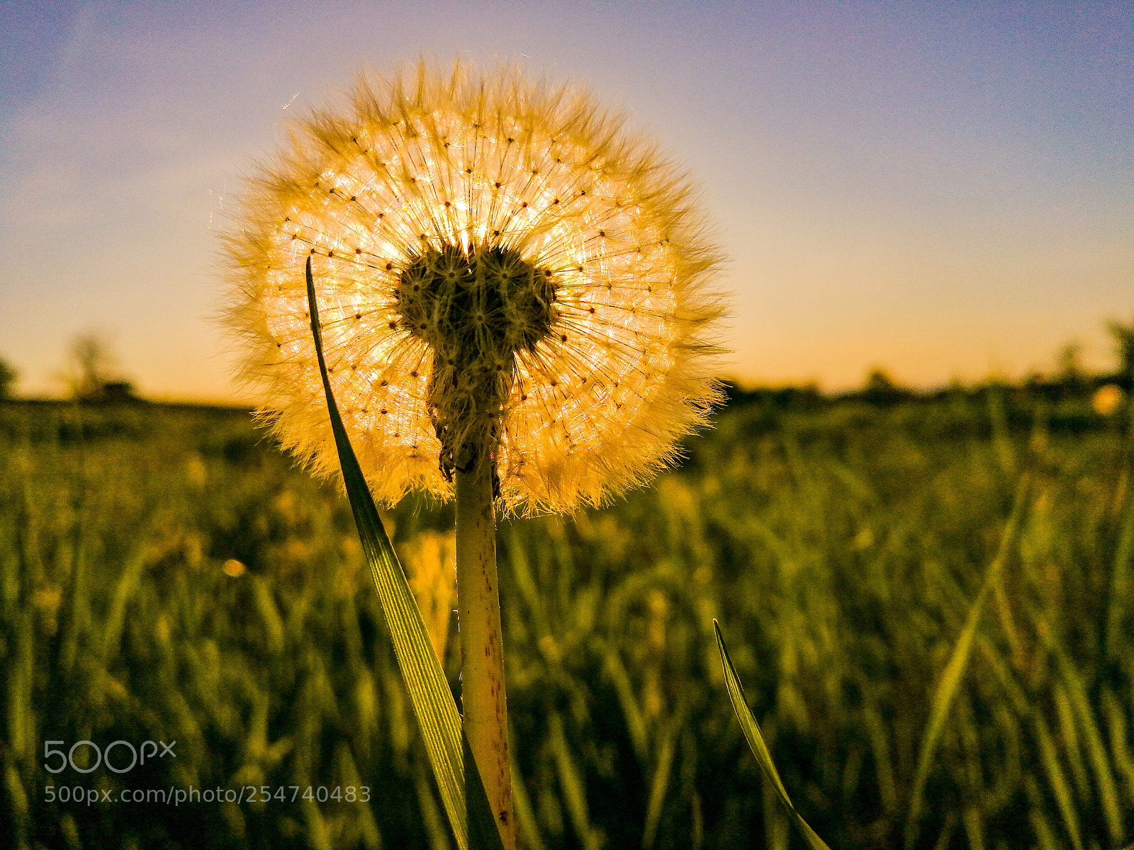 HUAWEI Mate 9 sample photo. Dandelion photography