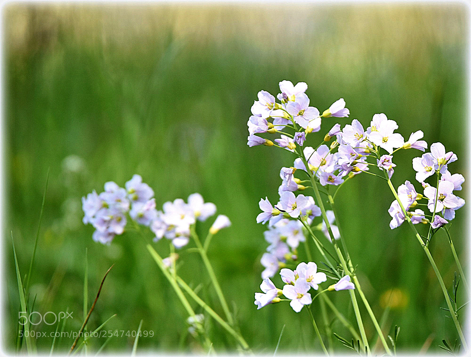 Nikon D7200 sample photo. "flowers" photography