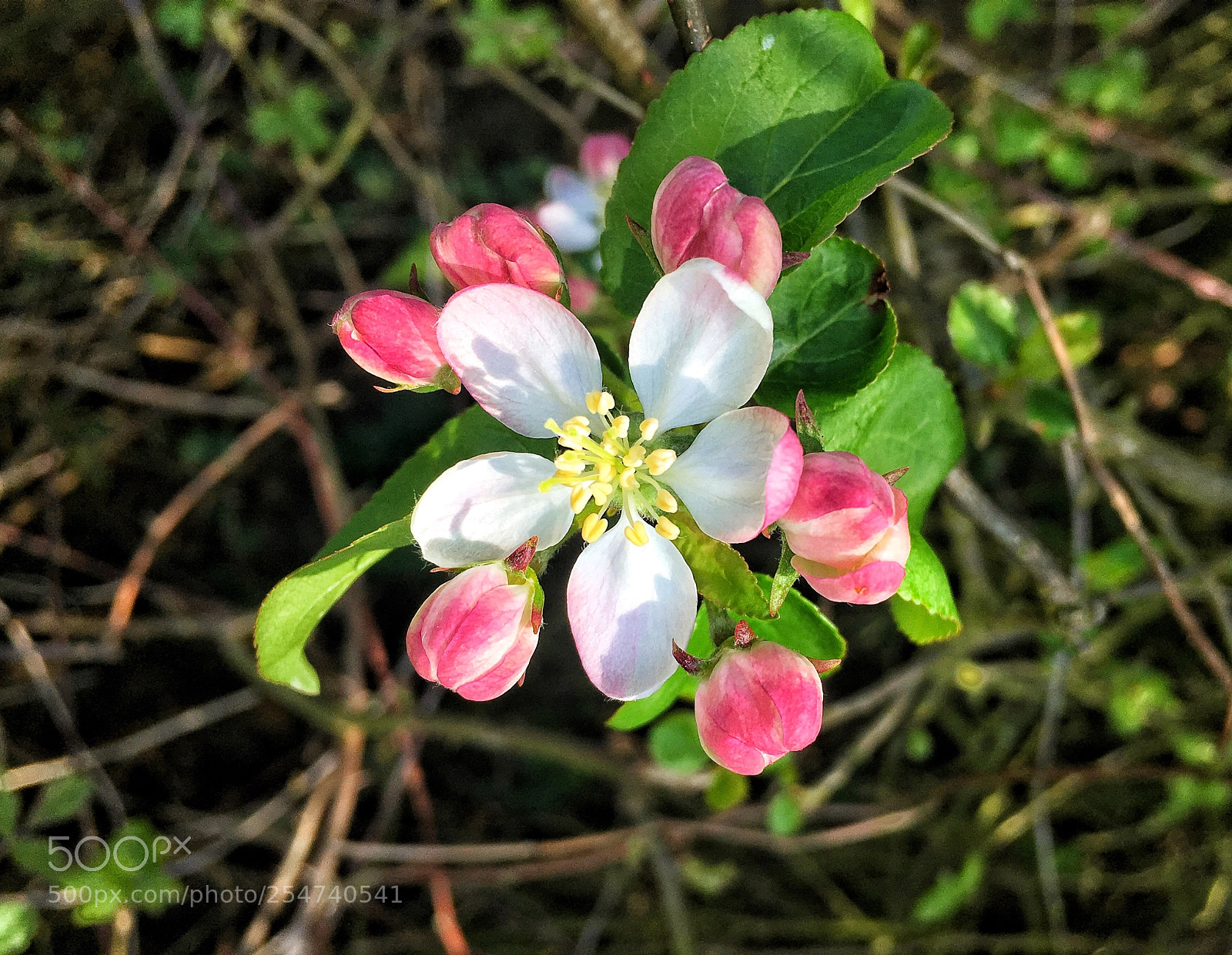 Apple iPhone 6s sample photo. Spring photography