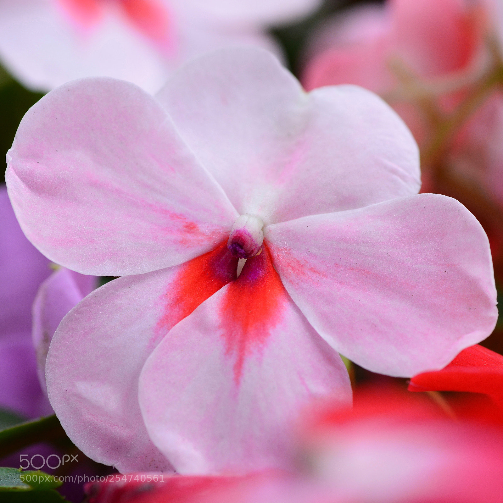 Nikon D7100 sample photo. Untitled photography