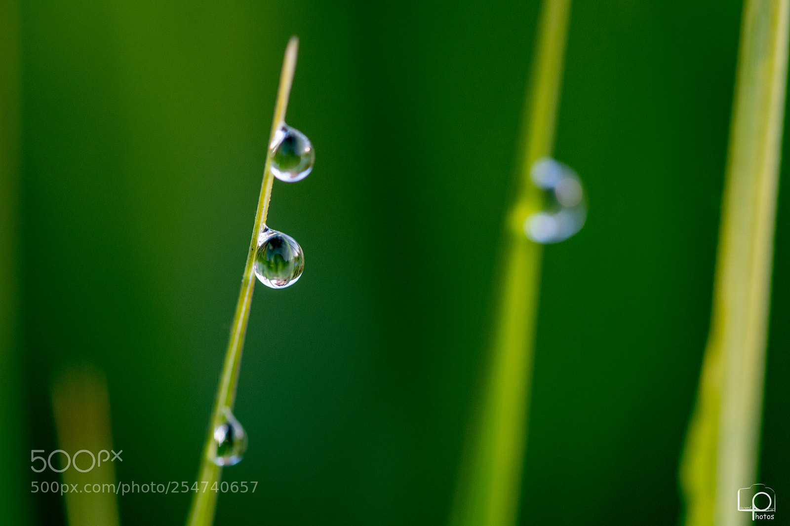 Nikon D7500 sample photo. Lp photography