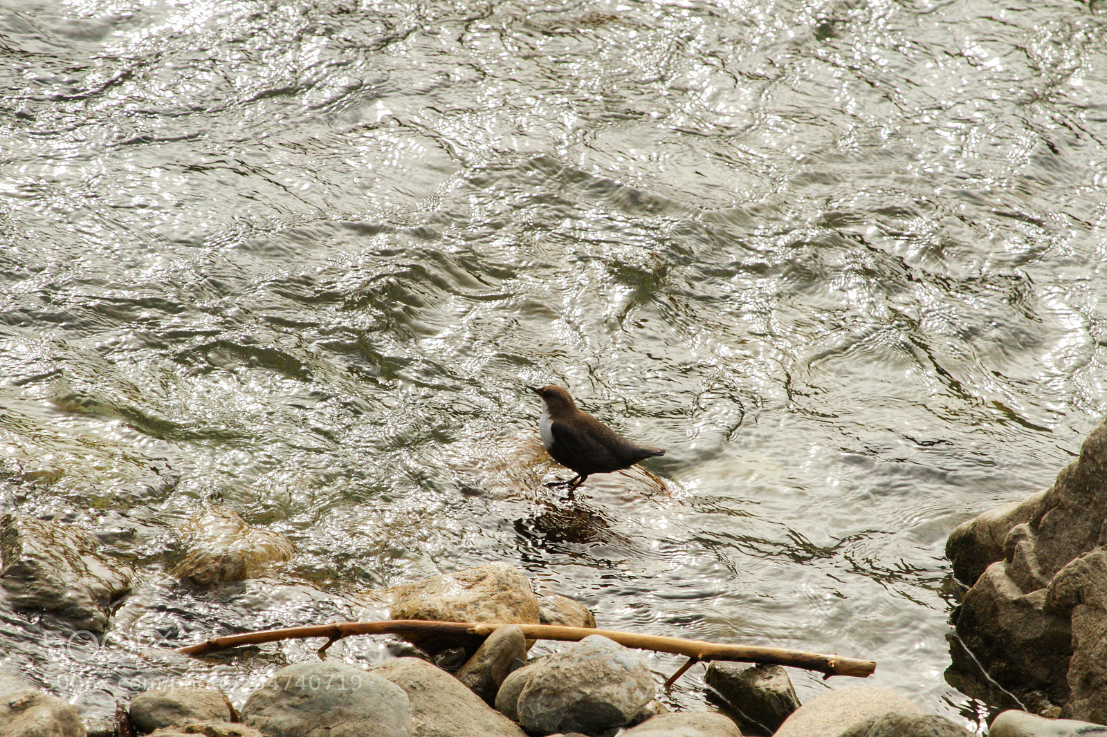 Canon EOS 7D sample photo. White-throated dipper photography