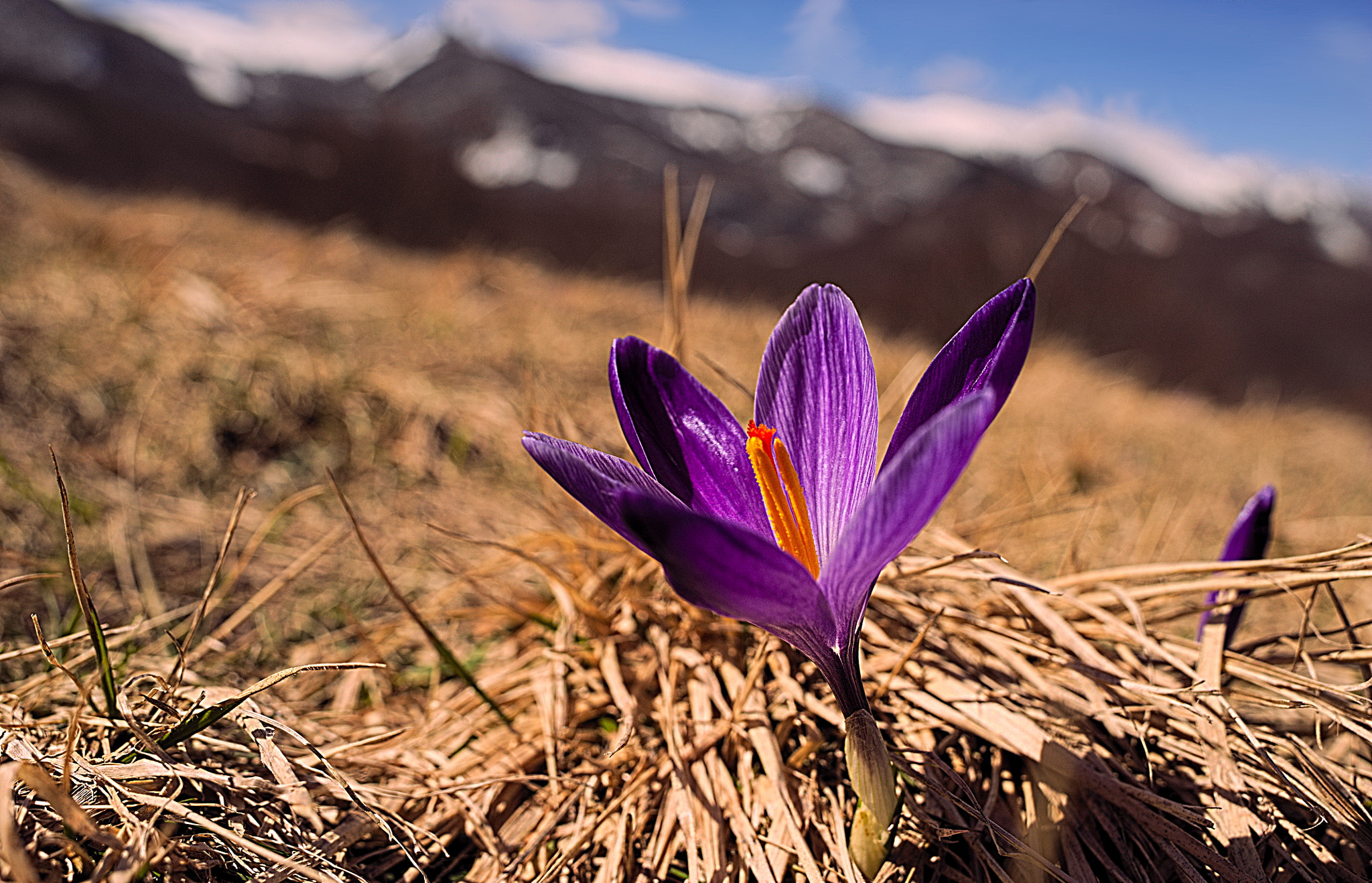 Nikon D700 + Manual Lens No CPU sample photo. Springtime in appennine photography