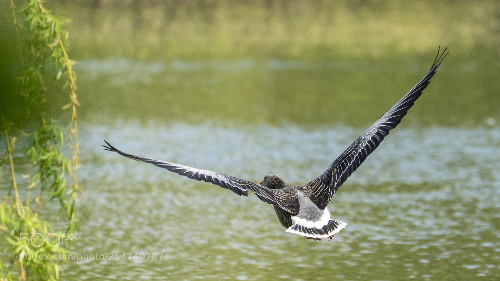 Sony a7R III sample photo. Wild goose flying 1 photography