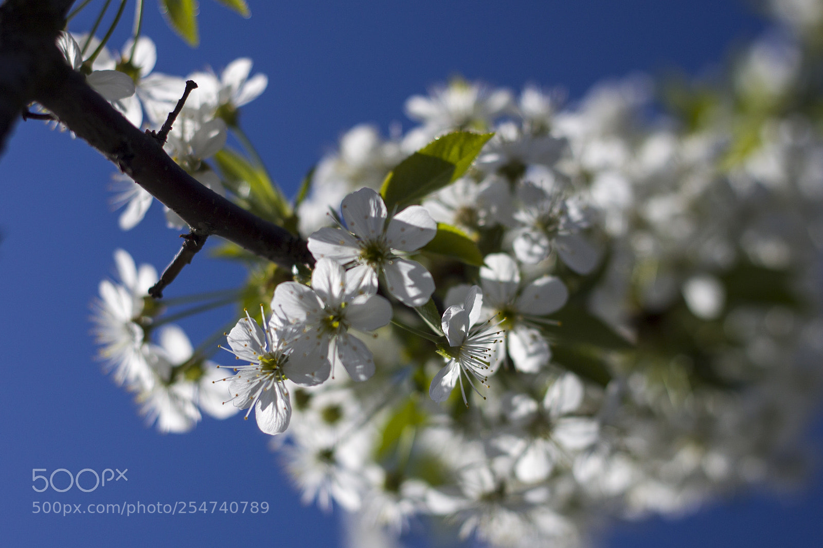 Canon EOS 500D (EOS Rebel T1i / EOS Kiss X3) sample photo. Cherries photography
