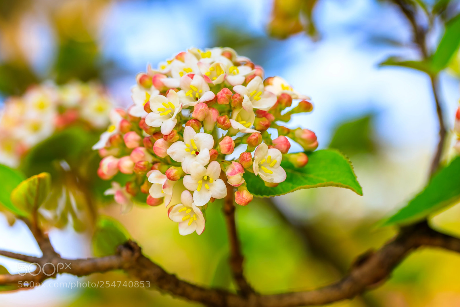 Canon EOS 5D Mark IV sample photo. Springtime color photography