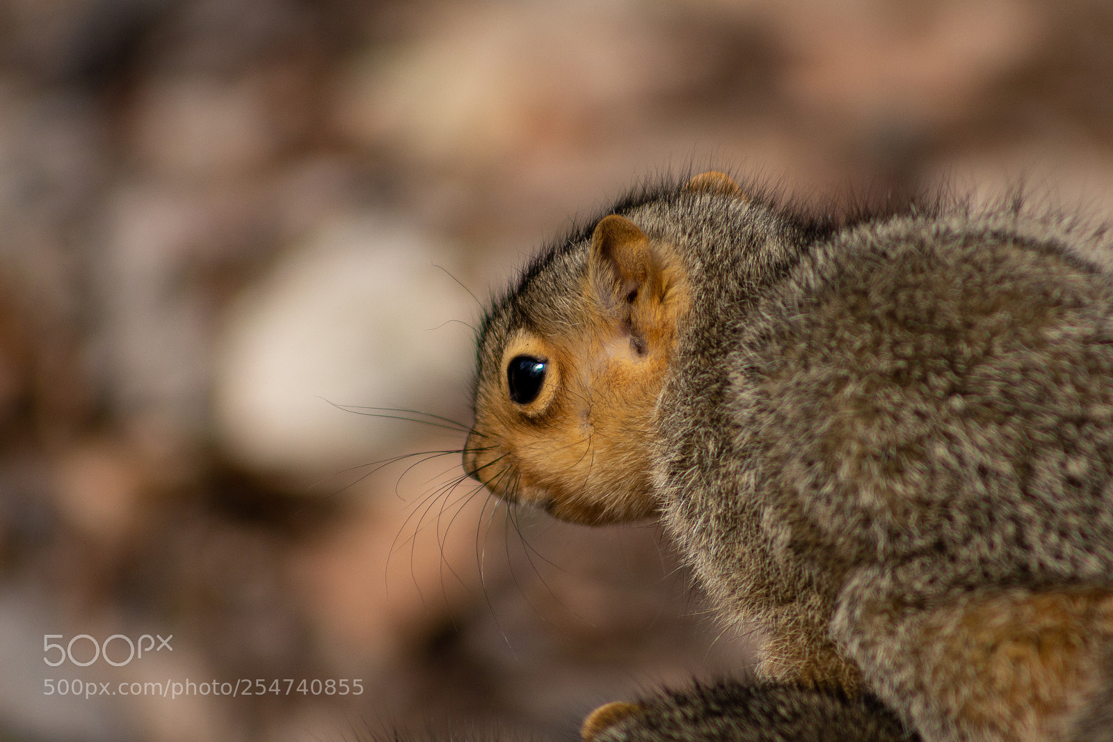 Canon EOS 700D (EOS Rebel T5i / EOS Kiss X7i) sample photo. Juvenile squirrel photography