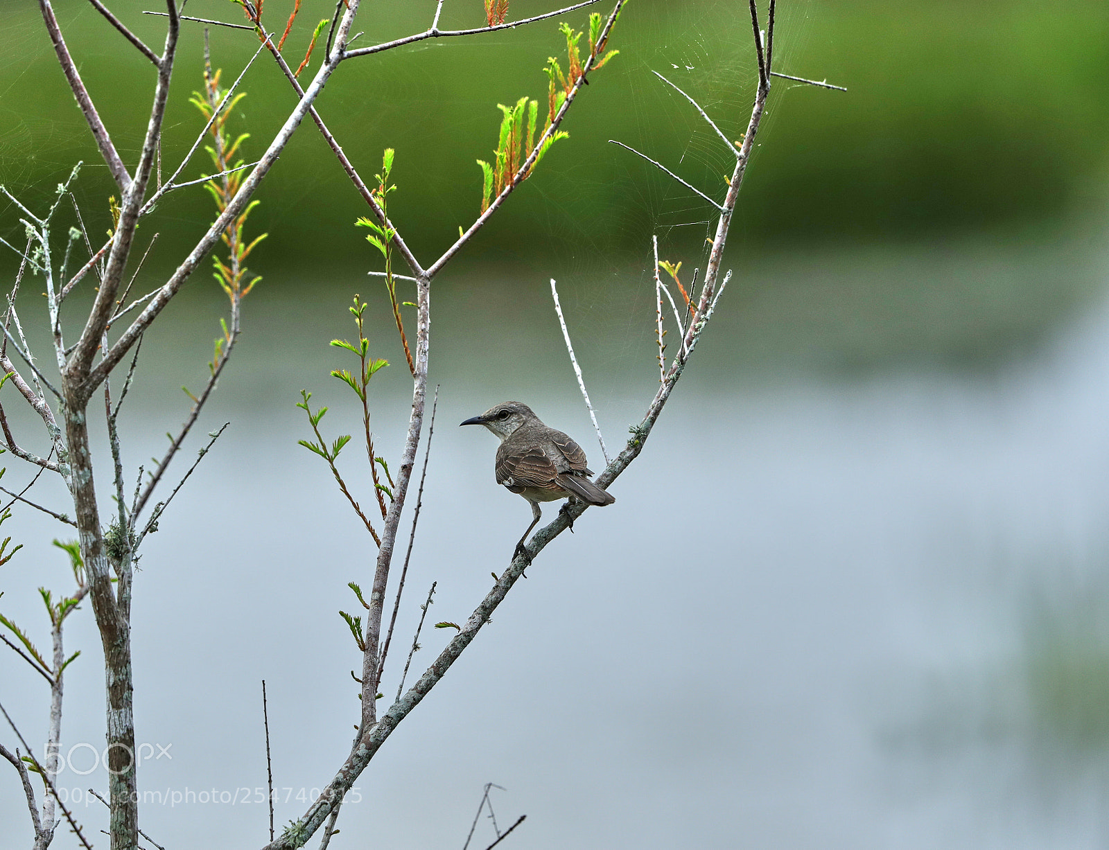 Canon EOS-1D X Mark II sample photo. 04-22-18-0014062.jpg photography
