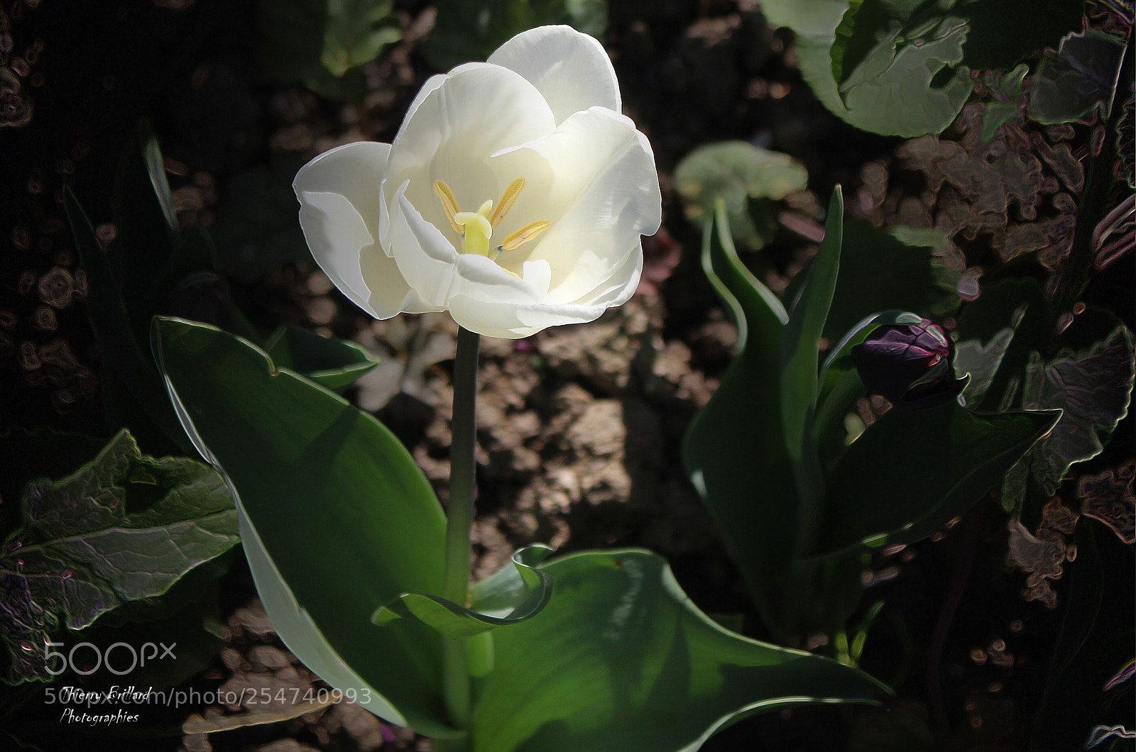 Canon EOS 600D (Rebel EOS T3i / EOS Kiss X5) sample photo. Tulipe blanche photography