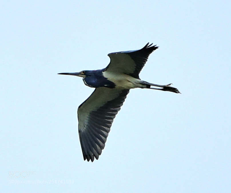 Canon EOS-1D X Mark II sample photo. 04-22-18-0014047.jpg photography