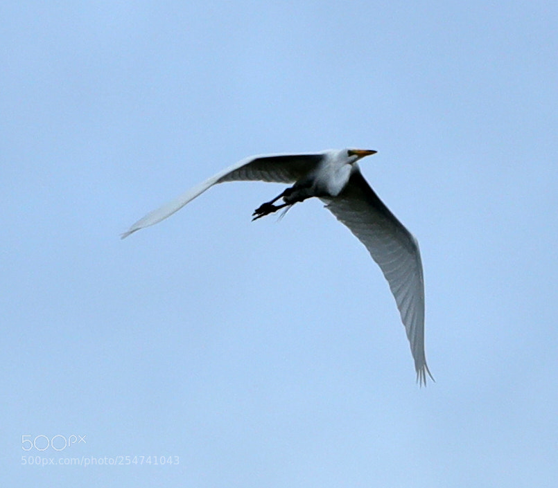 Canon EOS-1D X Mark II sample photo. 04-22-18-0014045.jpg photography