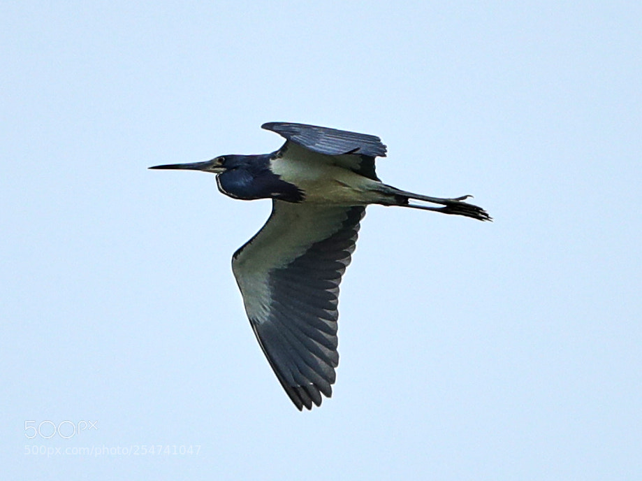 Canon EOS-1D X Mark II sample photo. 04-22-18-0014046.jpg photography