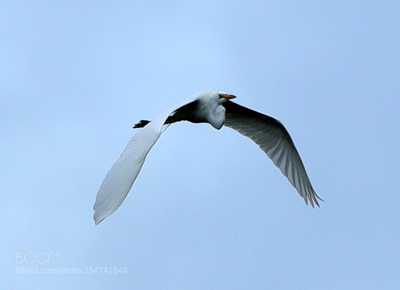 Canon EOS-1D X Mark II sample photo. 04-22-18-0014044.jpg photography