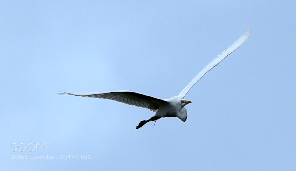 Canon EOS-1D X Mark II sample photo. 04-22-18-0014043.jpg photography