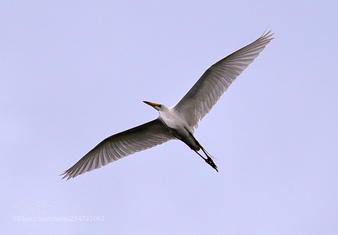 Canon EOS-1D X Mark II sample photo. 04-22-18-0014040.jpg photography